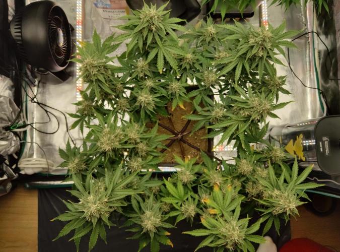 FastBuds Mixed Run. Week 8 - Lemon Cherry Cookies 