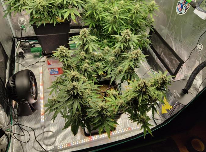 FastBuds Mixed Run. Week 8 - Lemon Cherry Cookies 