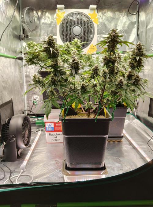 FastBuds Mixed Run. Week 8 - Lemon Cherry Cookies 