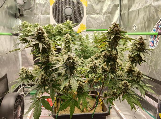 FastBuds Mixed Run. Week 8 - Lemon Cherry Cookies 