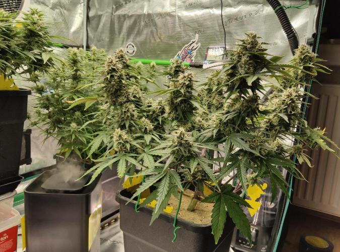 FastBuds Mixed Run. Week 8 - Lemon Cherry Cookies 