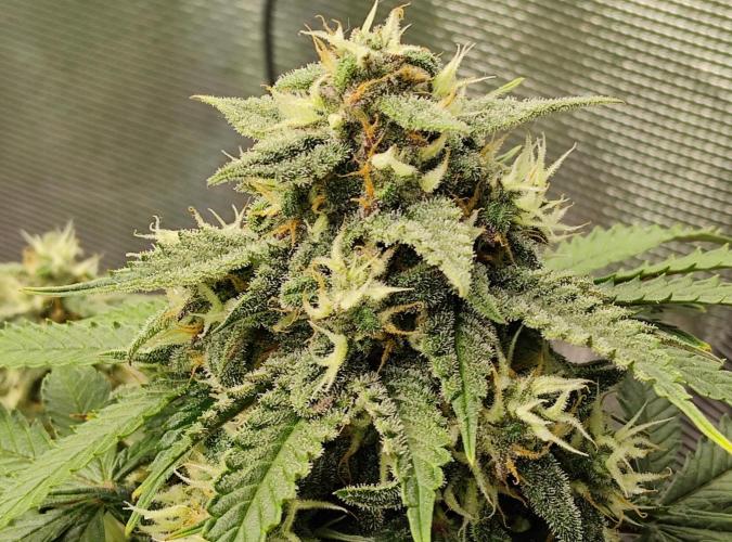 FastBuds Mixed Run. Week 8 - Lemon Cherry Cookies 