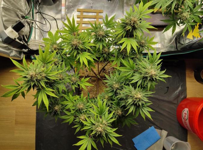 FastBuds Mixed Run. Week 8 - Purple Haze 