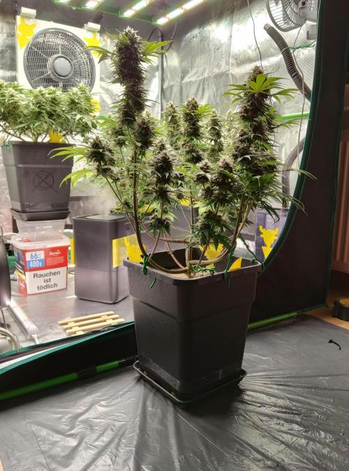 FastBuds Mixed Run. Week 8 - Purple Haze 