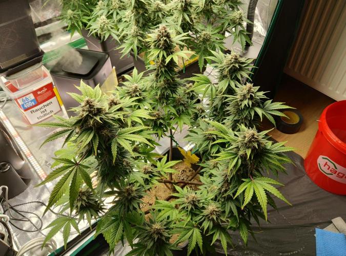 FastBuds Mixed Run. Week 8 - Purple Haze 