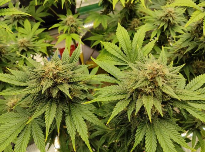 FastBuds Mixed Run. Week 8 - Purple Haze 