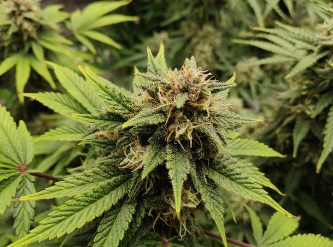 FastBuds Mixed Run. Week 8 - Purple Haze 