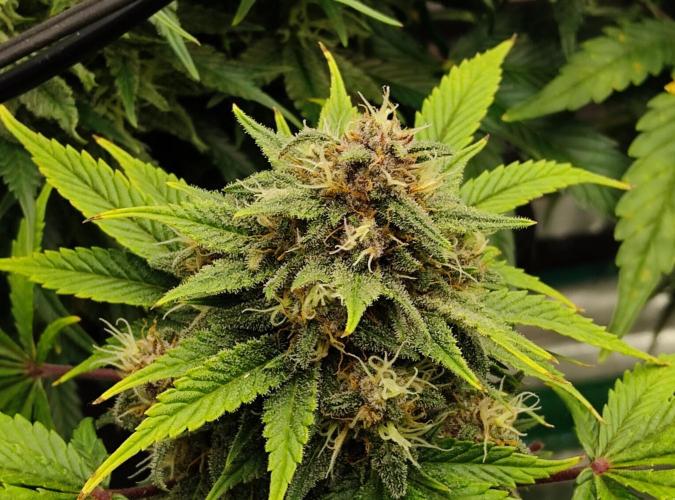 FastBuds Mixed Run. Week 8 - Purple Haze 