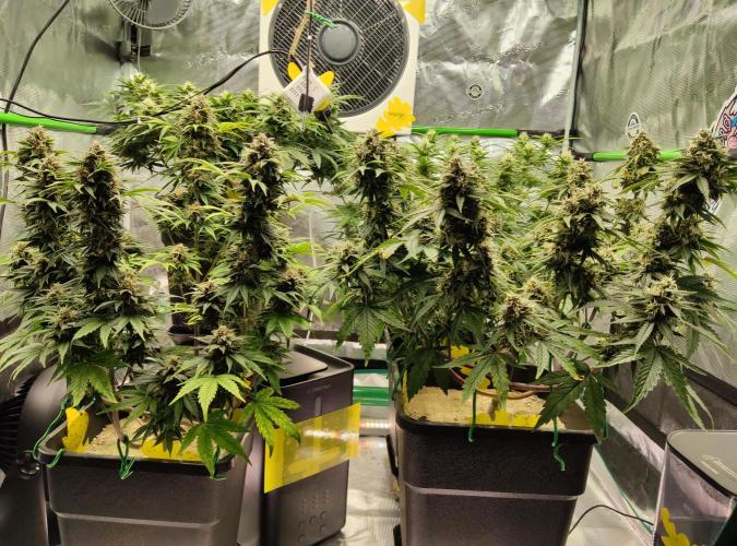 FastBuds Mixed Run. Week 8 - Purple Haze & Lemon Cherry Cookies 