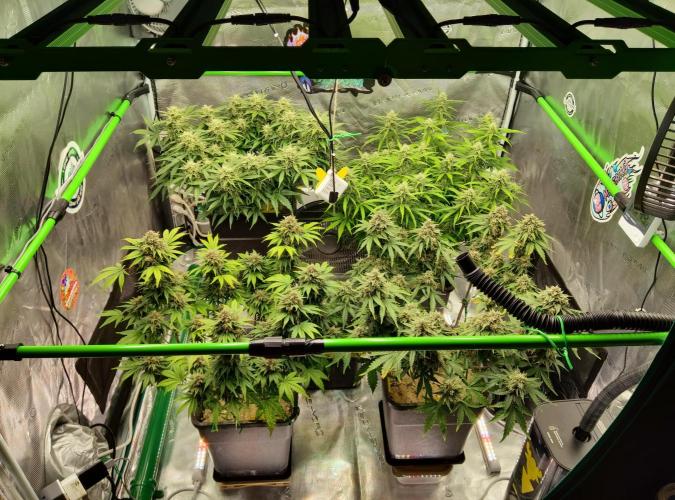 FastBuds Mixed Run. Week 9 - Start Blüte Woche 5