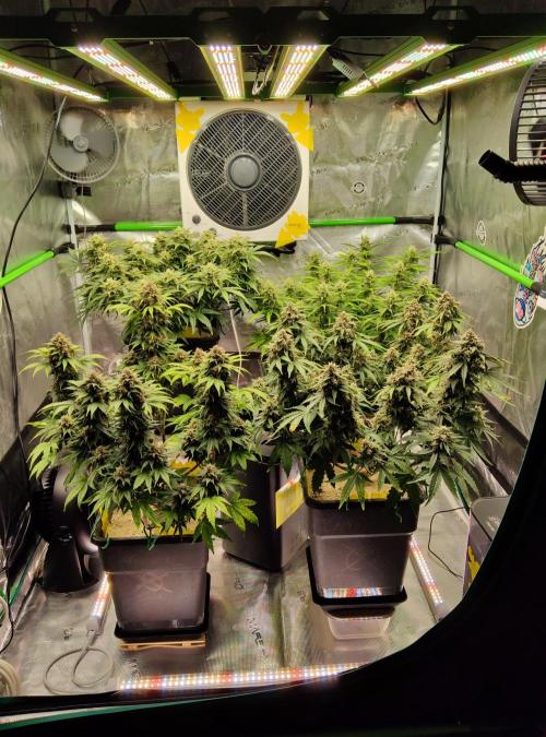 FastBuds Mixed Run. Week 9