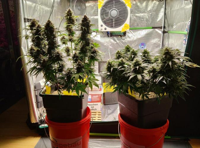 FastBuds Mixed Run. Week 9 - Purple Haze & Lemon Cherry Cookies 