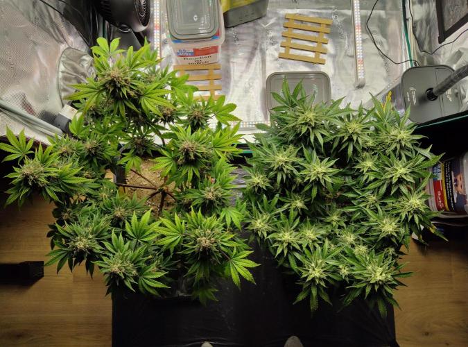 FastBuds Mixed Run. Week 9 - Purple Haze & Z-UP 