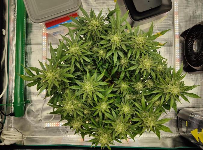 FastBuds Mixed Run. Week 9 - Z-UP 