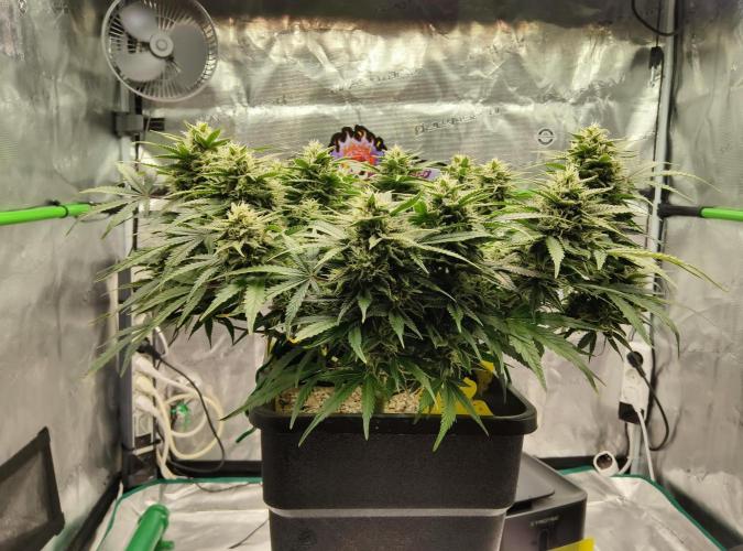 FastBuds Mixed Run. Week 9 - Z-UP 