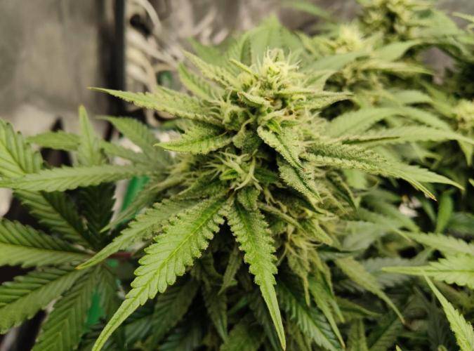 FastBuds Mixed Run. Week 9 - Z-UP 