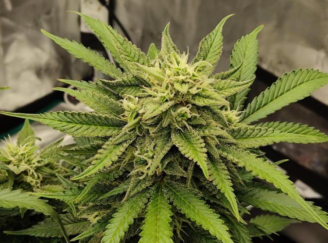 FastBuds Mixed Run. Week 9 - Z-UP 