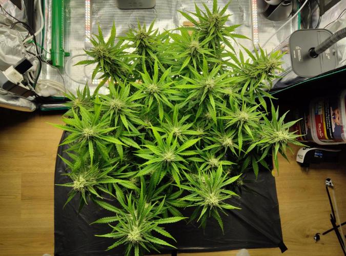 FastBuds Mixed Run. Week 9 - Gelato 