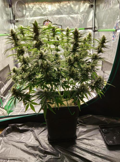 FastBuds Mixed Run. Week 9 - Gelato 