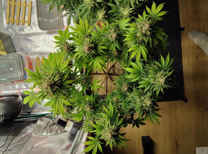 FastBuds Mixed Run. Week 9 - Purple Haze 