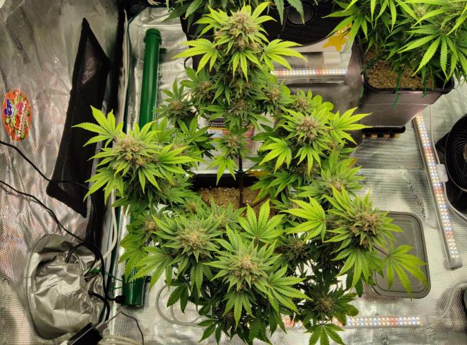 FastBuds Mixed Run. Week 9 - Purple Haze 