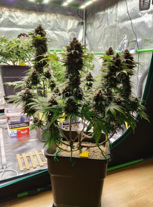 FastBuds Mixed Run. Week 9 - Purple Haze 