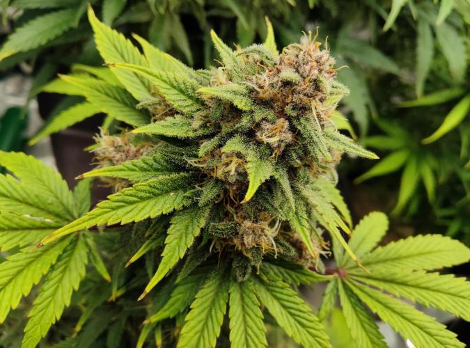 FastBuds Mixed Run. Week 9 - Purple Haze 