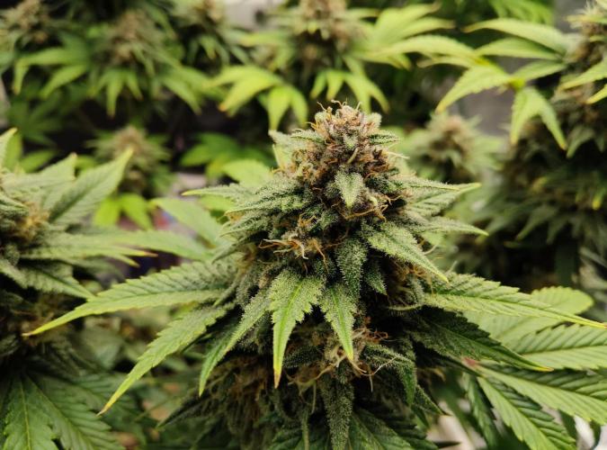 FastBuds Mixed Run. Week 9 - Purple Haze 