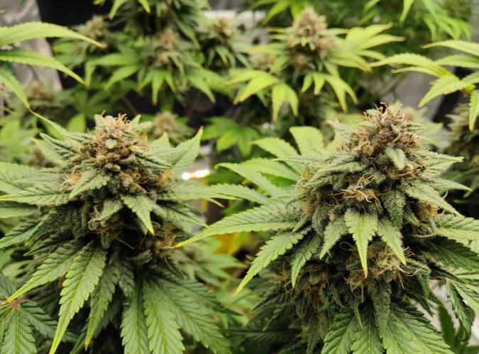 FastBuds Mixed Run. Week 9 - Purple Haze 