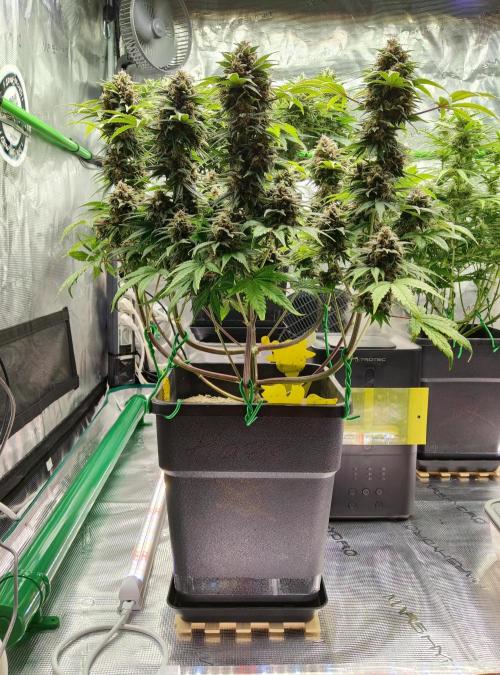 FastBuds Mixed Run. Week 9 - Purple Haze 