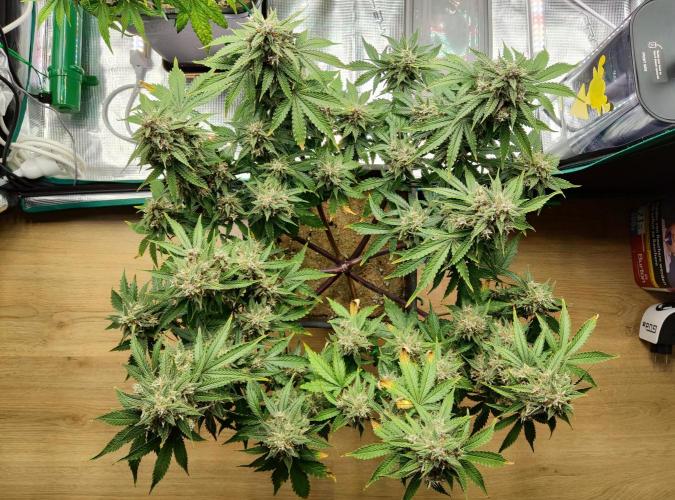 FastBuds Mixed Run. Week 9 - Lemon Cherry Cookies 