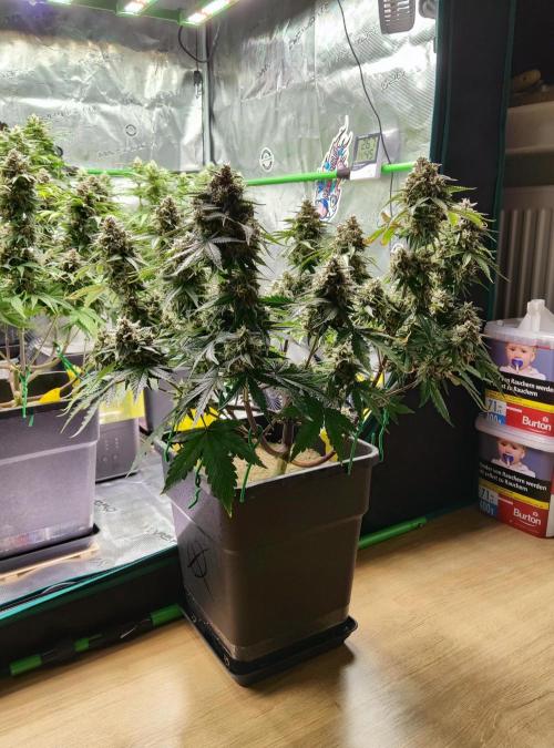 FastBuds Mixed Run. Week 9 - Lemon Cherry Cookies 