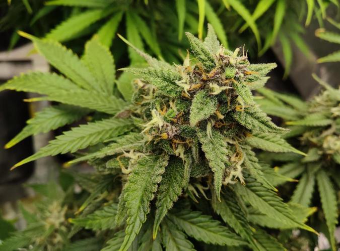 FastBuds Mixed Run. Week 9 - Lemon Cherry Cookies 