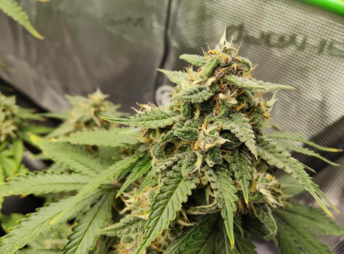 FastBuds Mixed Run. Week 9 - Lemon Cherry Cookies 