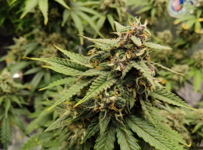 FastBuds Mixed Run. Week 9 - Lemon Cherry Cookies 