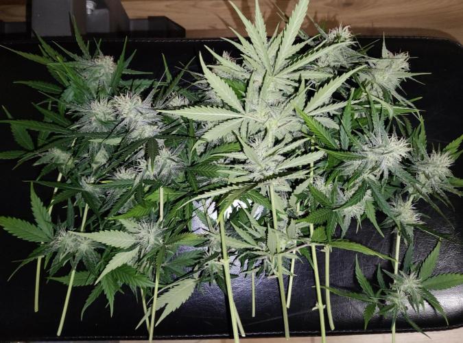 FastBuds Mixed Run. Week 9 - Popcorn Buds werden zu Butter verarbeitet ...