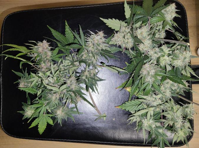 FastBuds Mixed Run. Week 9 - Popcorn Buds werden zu Butter verarbeitet ...