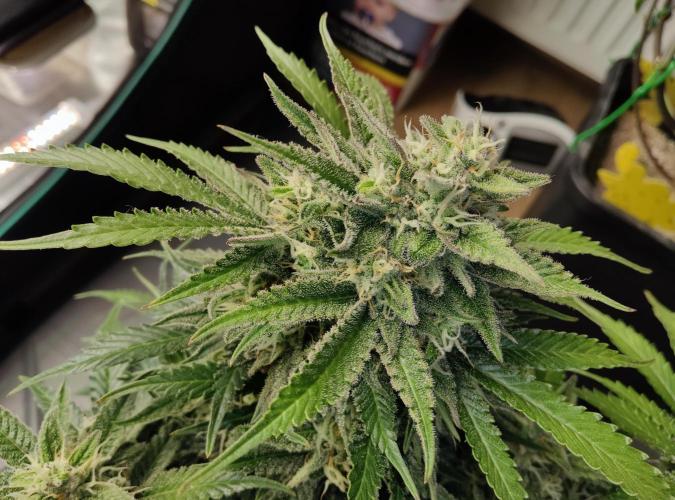 FastBuds Mixed Run. Week 9 - Z-UP 