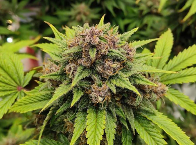 FastBuds Mixed Run. Week 9 - Purple Haze 