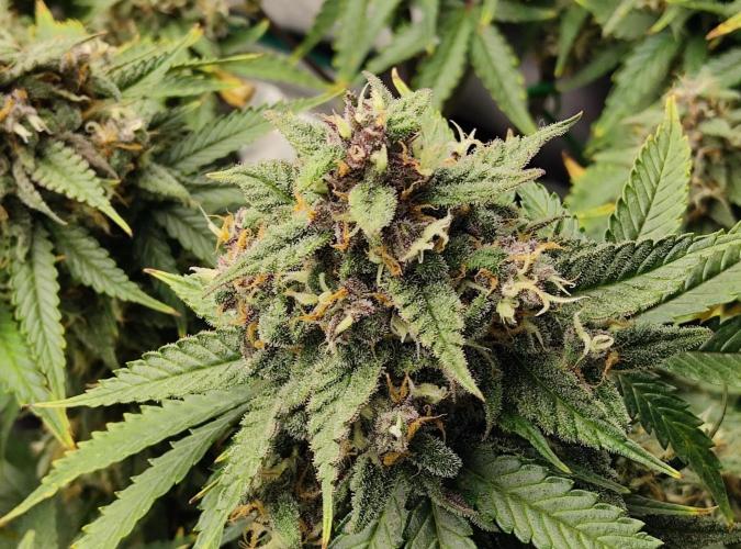 FastBuds Mixed Run. Week 9 - Lemon Cherry Cookies 