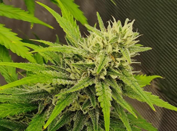 FastBuds Mixed Run. Week 9 - Gelato 