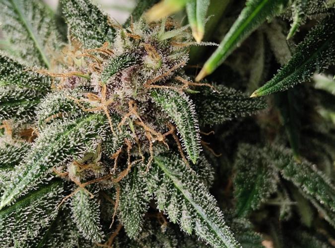 FastBuds Mixed Run. Week 9 - Harz Tropfen ... Wahnsinn !