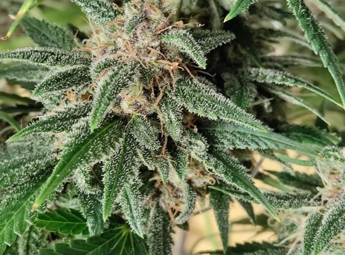 FastBuds Mixed Run. Week 9 - Auch hier ... ohne Ende Harz GEIL !