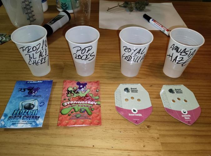 Anesia & Royal Queen Seeds Mix. Week 0 - 09.12