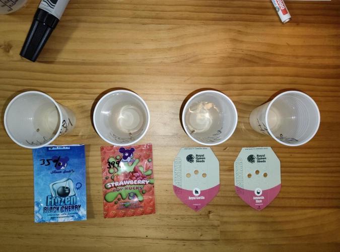 Anesia & Royal Queen Seeds Mix. Week 0 - 09.12