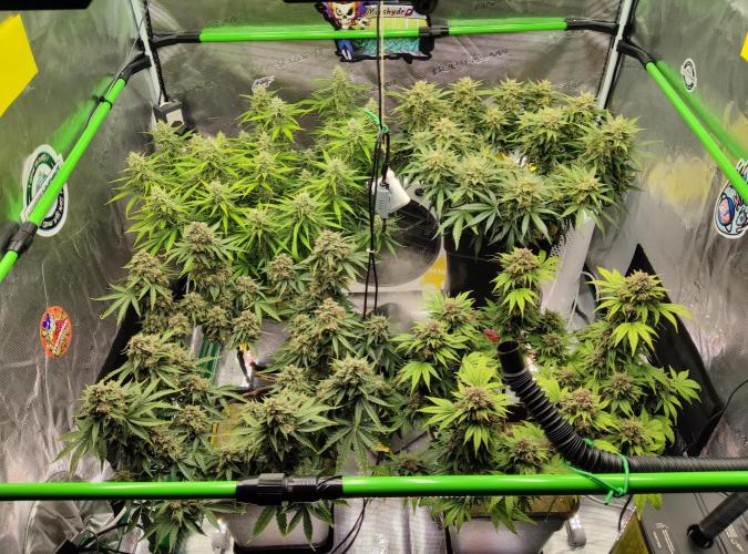 FastBuds Mixed Run. Week 10