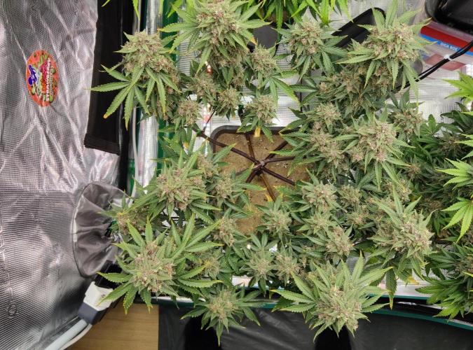 FastBuds Mixed Run. Week 10 - Lemon Cherry Cookies 