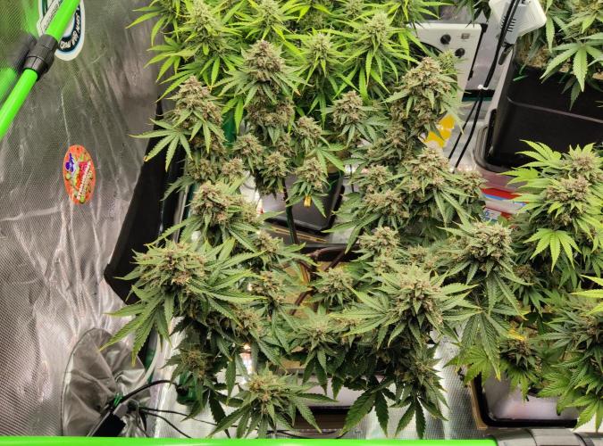 FastBuds Mixed Run. Week 10 - Lemon Cherry Cookies 