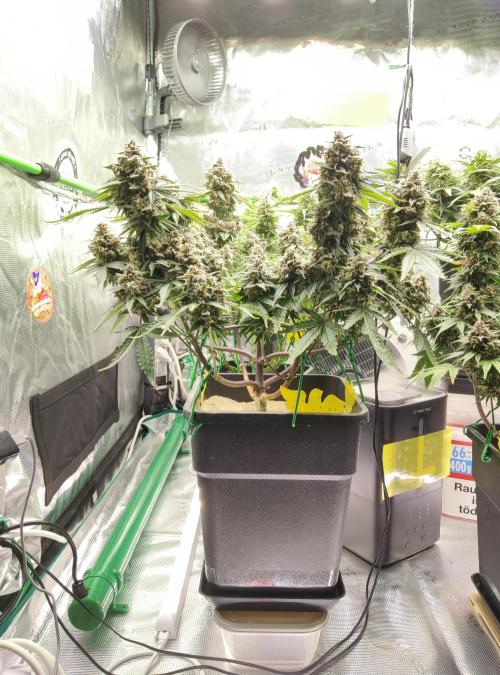 FastBuds Mixed Run. Week 10 - Lemon Cherry Cookies 