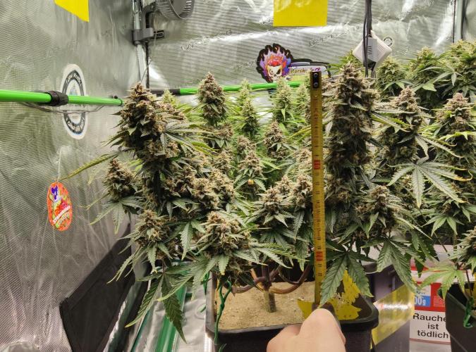 FastBuds Mixed Run. Week 10 - Lemon Cherry Cookies 